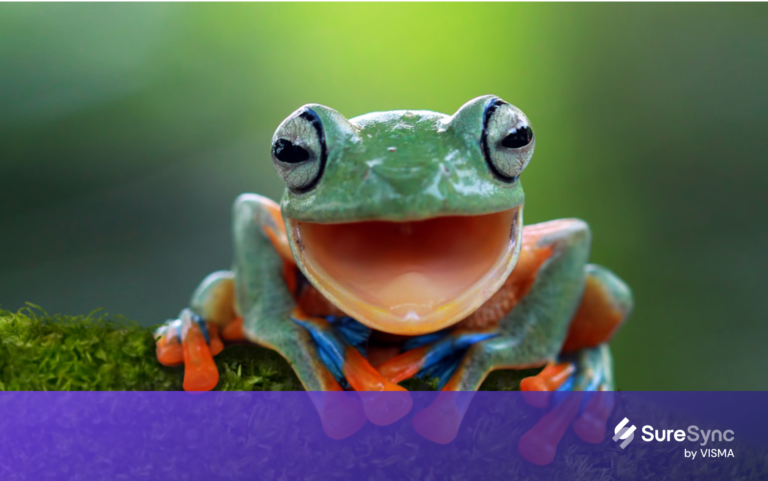 smiling happy frog