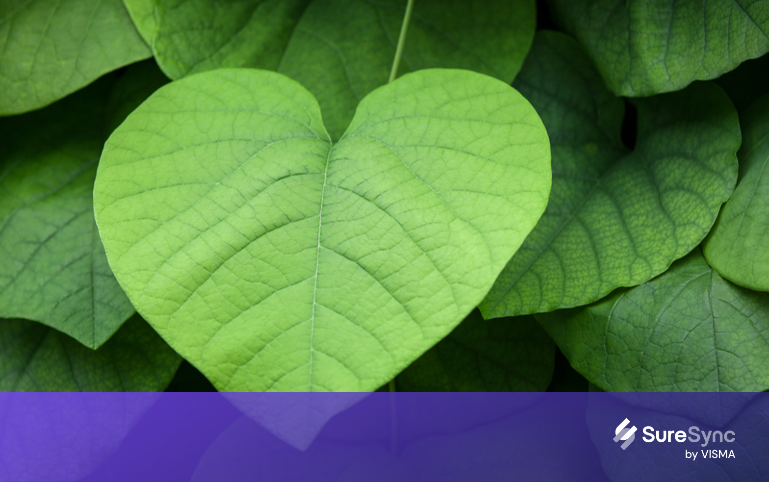 Heart of a leave
